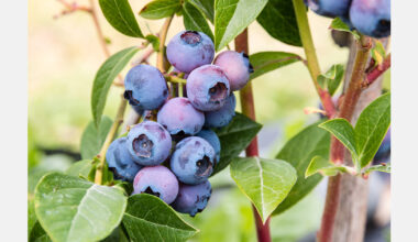 United Kingdom gains share in Peruvian blueberry exports to Europe