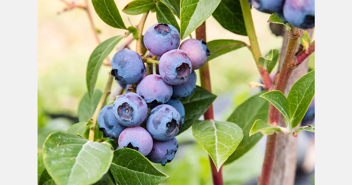 United Kingdom gains share in Peruvian blueberry exports to Europe