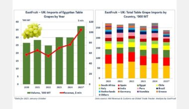 Egypt expands table grape exports to the United Kingdom