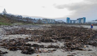 Boffins baffled after thousands of sea creatures wash up on Scots beach as investigation launched