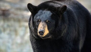 Unwelcome guest finally evicted as huge black bear living under home is moved on