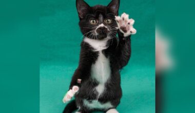 No One Seems To Want These Kittens Who Are Just A Little Different