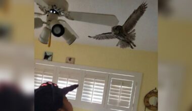 Sleepy Owl Sneaks Into Woman's House For A Nap — Then Refuses To Leave
