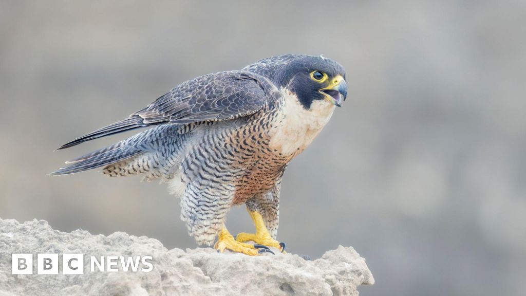 Police investigating shooting of peregrine falcon in Strabane