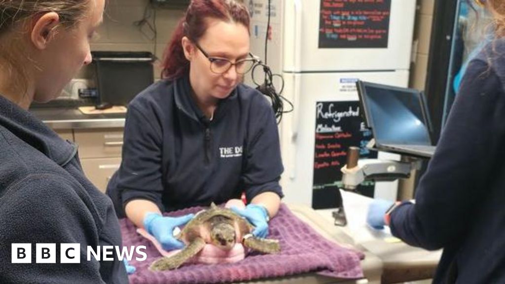 Hull aquarists volunteer to help save endangered sea turtles
