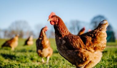 Caged eggs to be phased out by 2032, government says