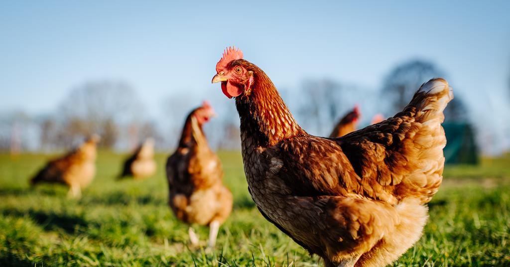 Caged eggs to be phased out by 2032, government says