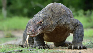 The world's deadliest animals might surprise you