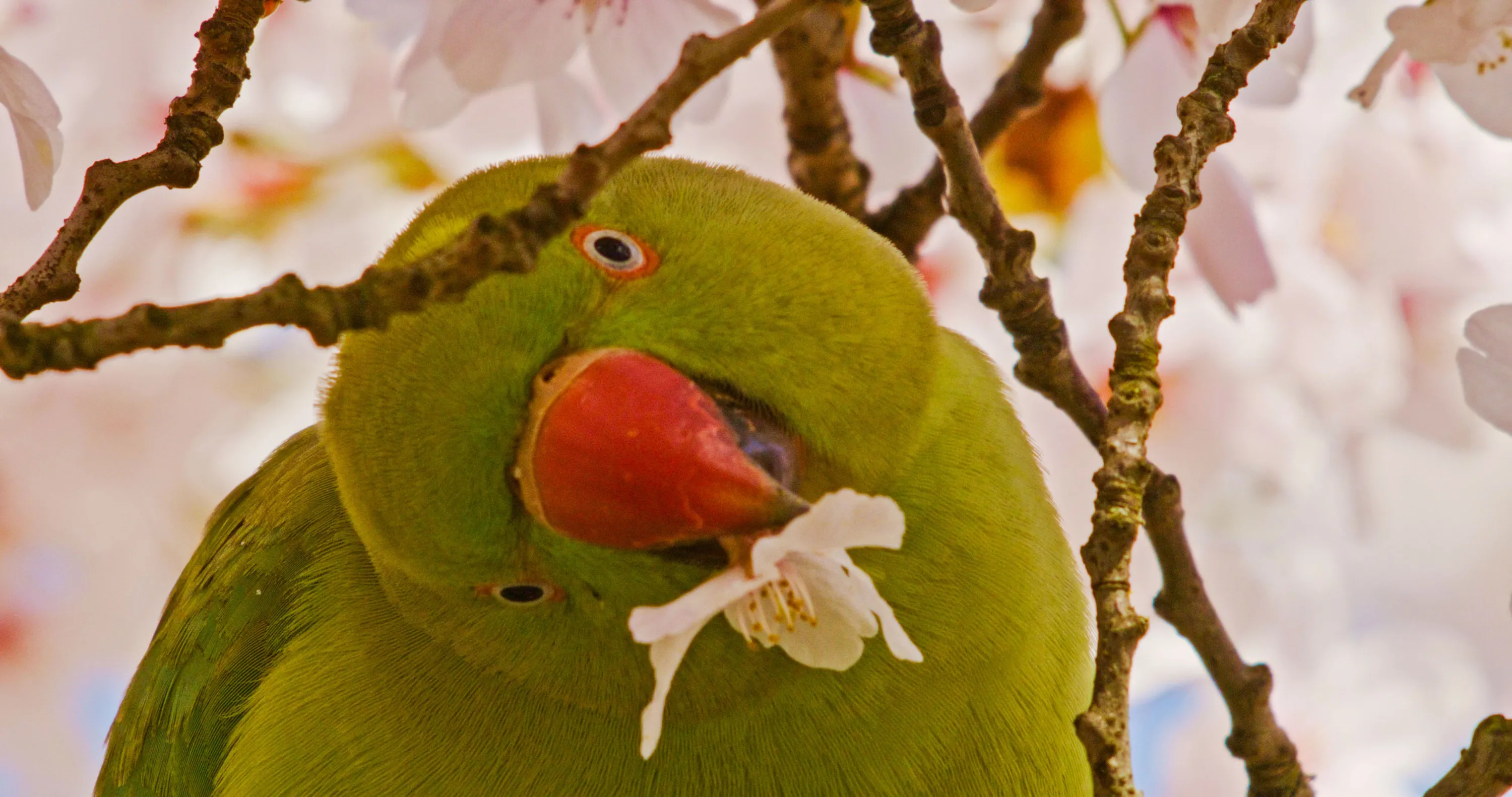 TITLE:Wild London,EP NUMBER: