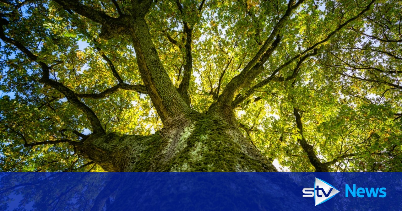 Council to plant more trees to help lower emissions in Glasgow
