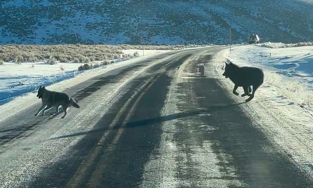 Wolf chases coyote in wild scene along Yellowstone highway