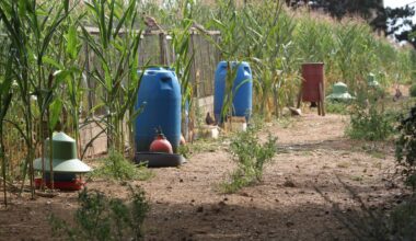 Unlawful release of gamebirds & breaches of Avian Flu biosecurity regulations next to protected site in Suffolk – Raptor Persecution UK