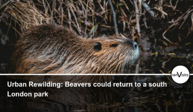 Beavers could return to a south London park