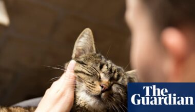 Grief over pet death can be as strong as that for family member, survey shows | Pets