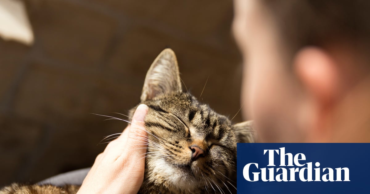 Grief over pet death can be as strong as that for family member, survey shows | Pets