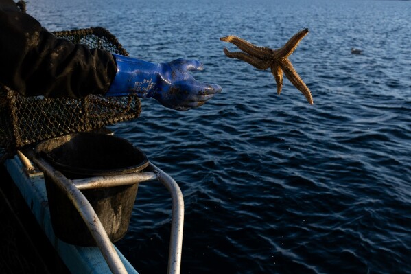 A starfish is returned to the sea on Nov. 20, 2025, off the coast of Kyleakin, Scotland. Any small amounts of bycatch are tossed back into the loch when caught by creel fisheries and the vast majority of it survives the process. (AP Photo/Emily Whitney)