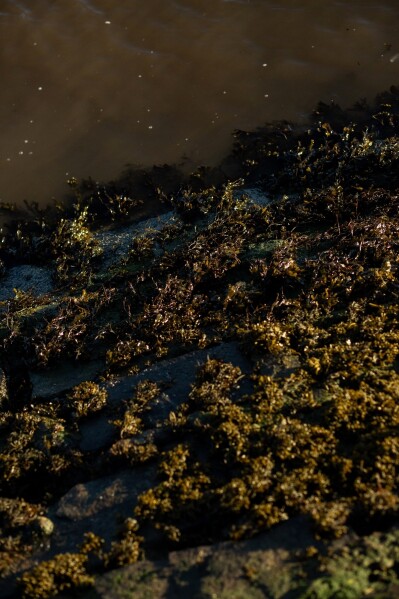 Algae grows on the rocks of a tidal path connecting the mainland to Cramond Island on Nov. 17, 2025, in Cramond Village, Scotland. (AP Photo/Emily Whitney)