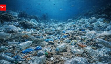 The ocean floor is turning into the world’s biggest plastic dump site killing hundreds of underwater species |