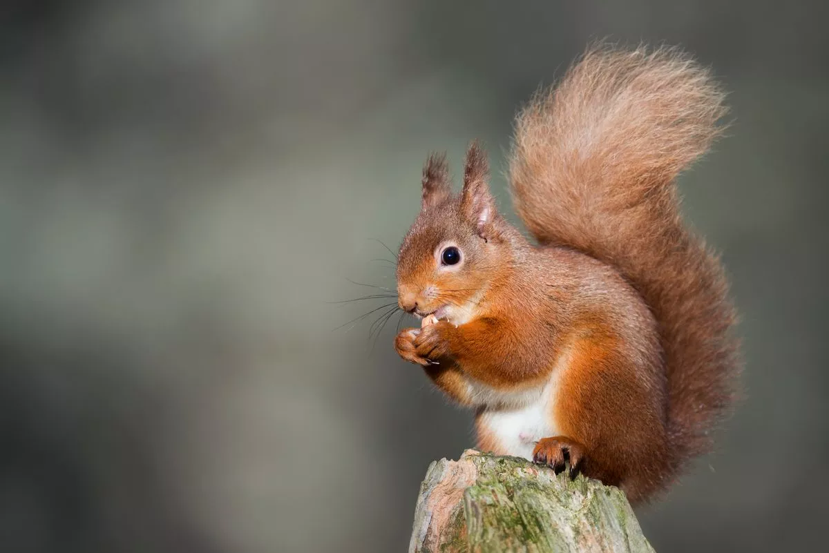 A picture of a red squirrel