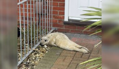 'Feisty' Baby Seal Blocks Mailman's Path To Front Door Until He Helps Her