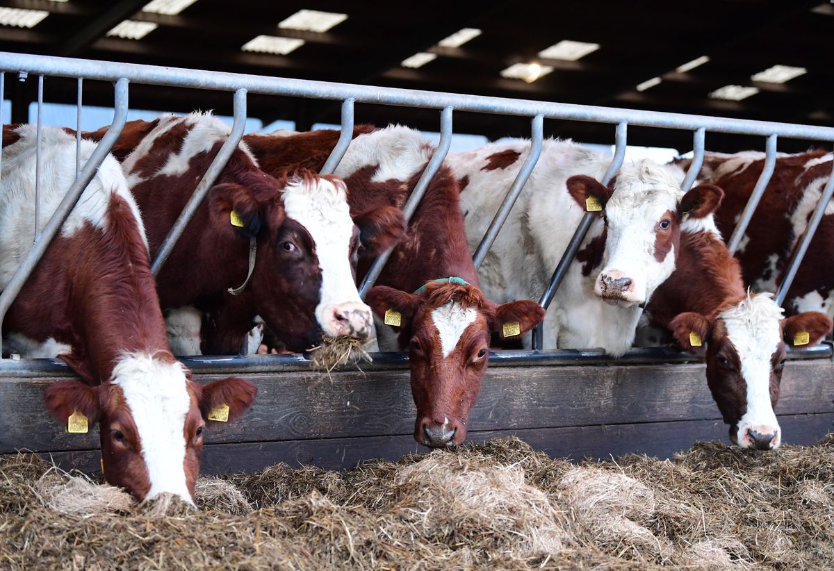 Cows feeding at Peckforton Dairy Farm