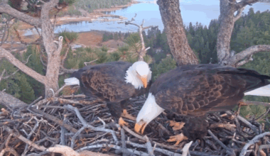 GIF of Jackie and Shadow nuzzling