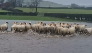 Sheep saved from Storm Chandra flood: Ballymena farmer explains how hero sheepdog saved the day in Co Antrim
