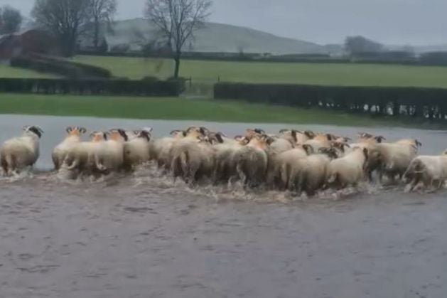 Sheep saved from Storm Chandra flood: Ballymena farmer explains how hero sheepdog saved the day in Co Antrim