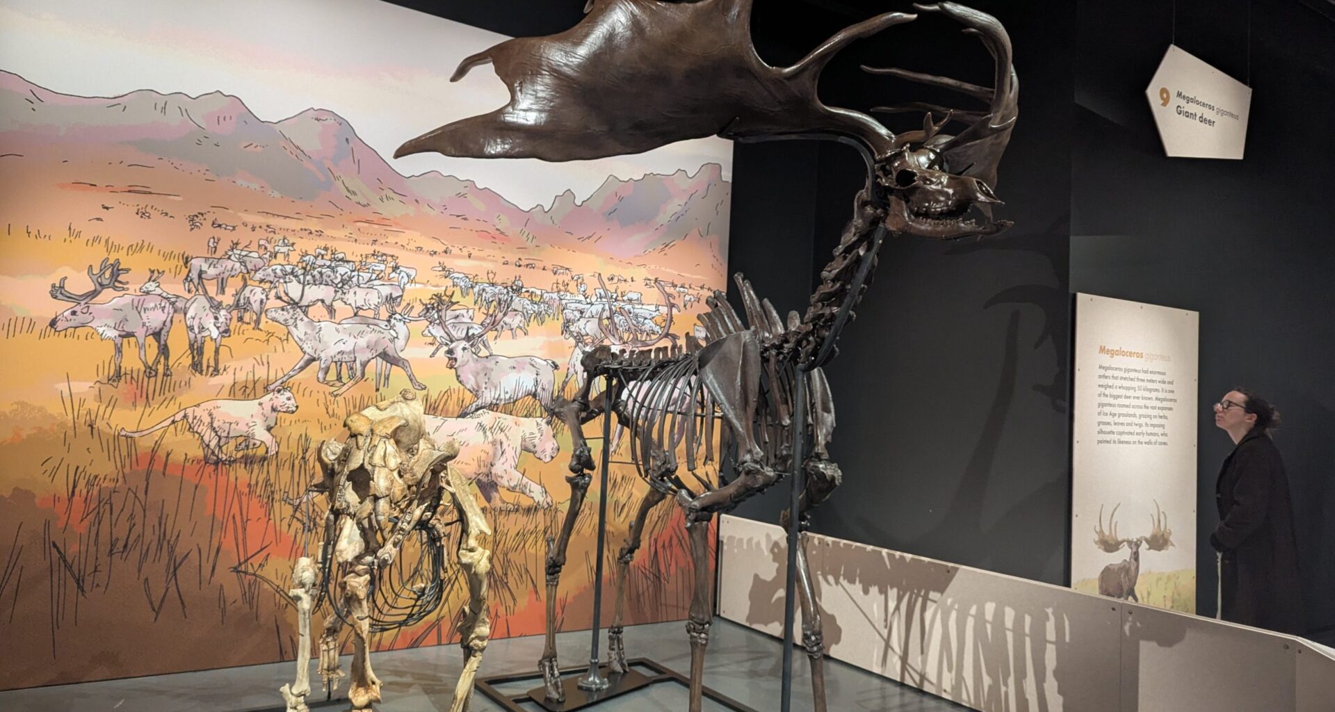 Giant animal skeletons