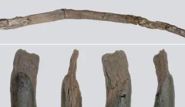 Archaeology breakthrough: Wooden tools from 430,000 years-ago unearthed