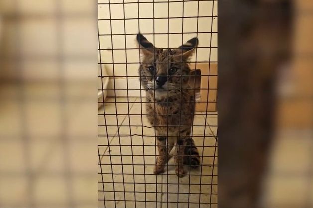 Emaciated African wildcat found in Roscommon is now thriving at Wexford wildlife park – ‘He wouldn’t have survived another night’