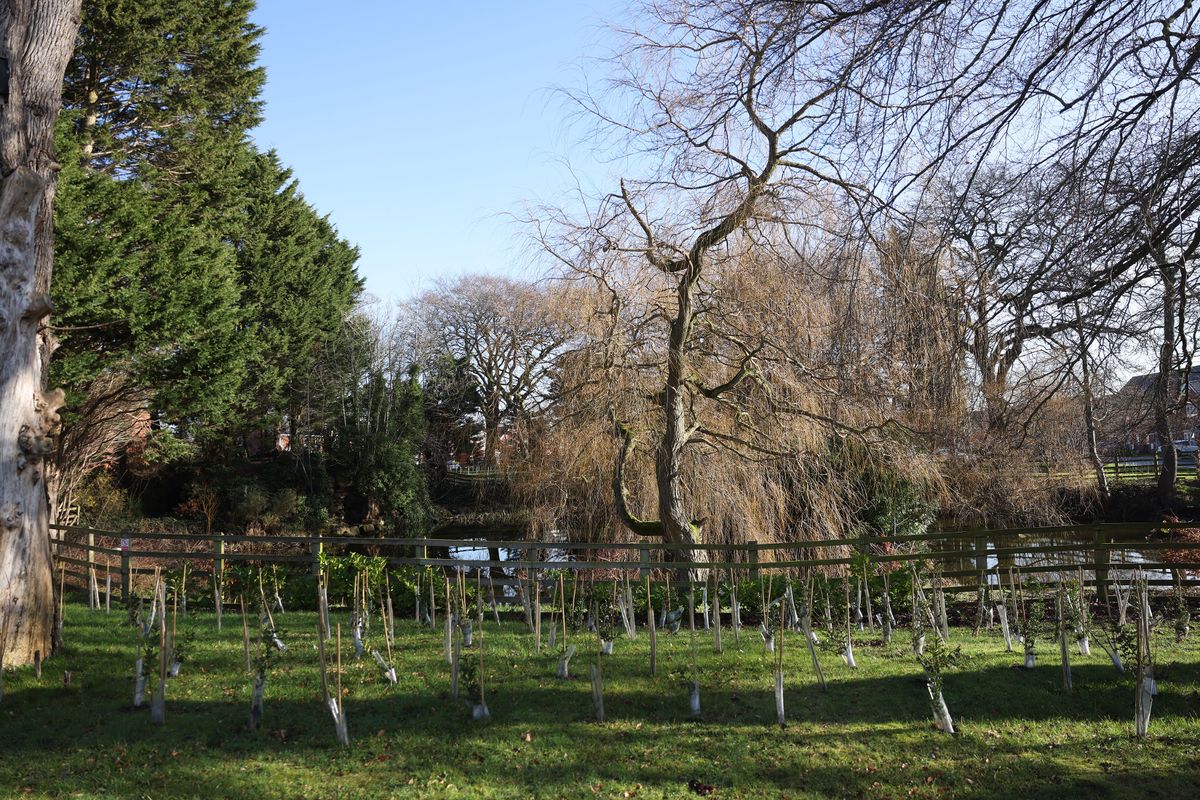 Saplings planted by Moss Side Lake in the Poppy Fields estate, Maghull