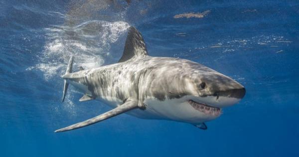Fresh concerns over great white sharks in the Mediterranean, general threat in the Balearics