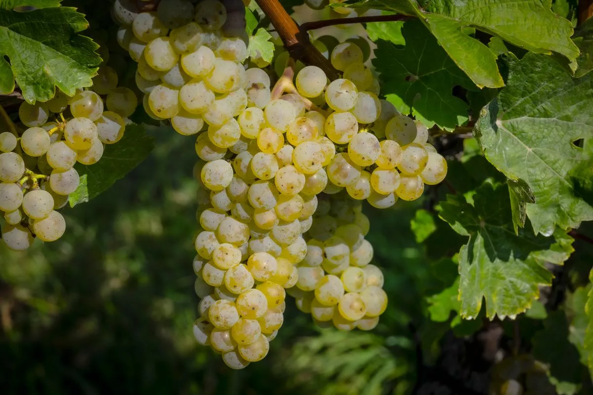 Grapes have been linked to good health in multiple studies