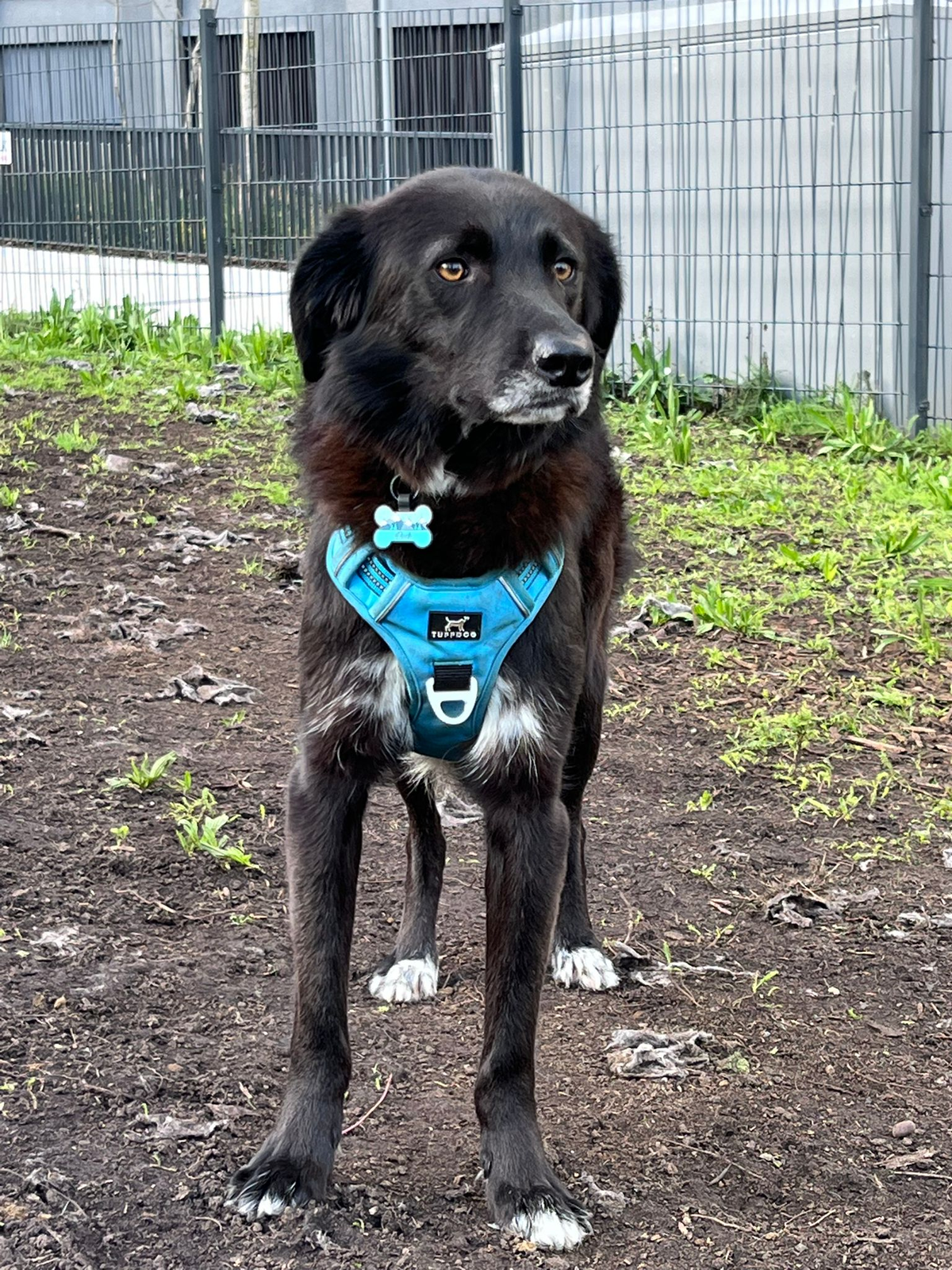 Puck is my rescue dog from Romania