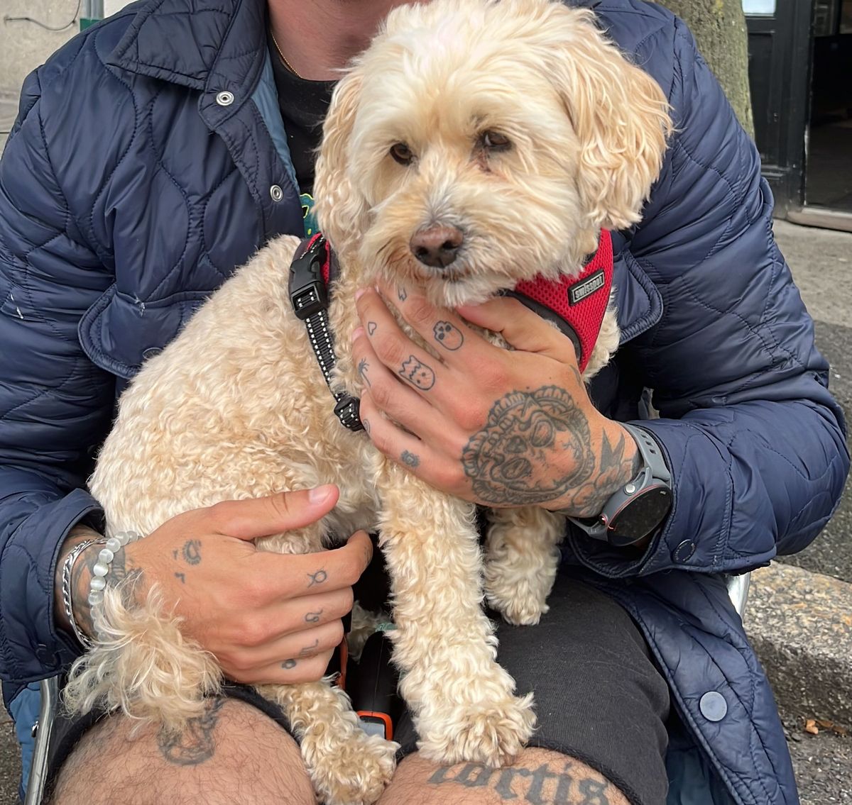 Lulu, 13, had to endure an incredibly long journey from Ireland to the UK