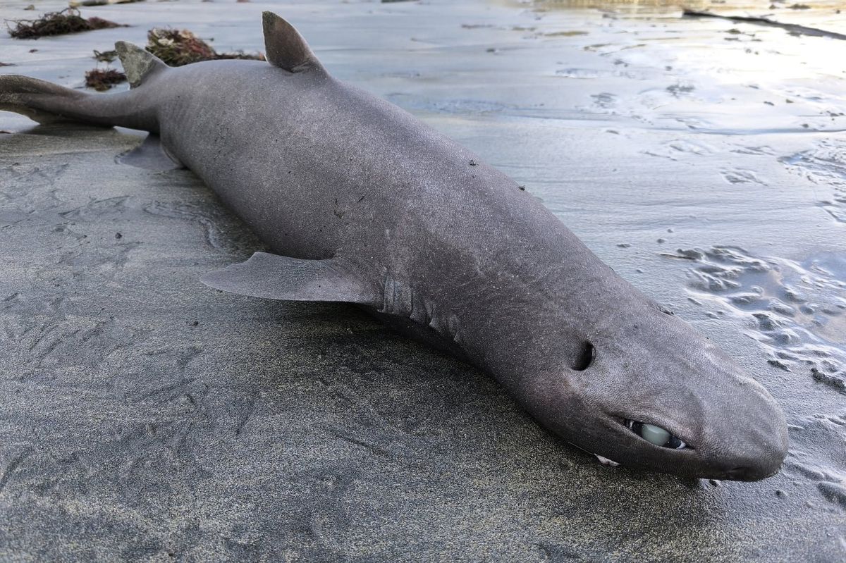 A picture of a Portuguese shark washed up on the shore