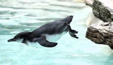 Edinburgh Zoo penguin parade postponed for foreseeable future