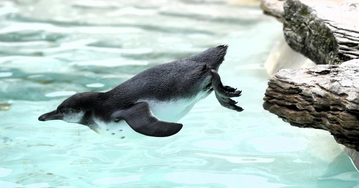 Edinburgh Zoo penguin parade postponed for foreseeable future