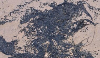 Sussex Bio-bead pollution incident most serious category