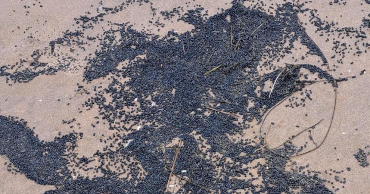 Sussex Bio-bead pollution incident most serious category