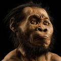 homo naledi