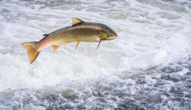 Holyrood urged to pause licensing for salmon farms amid scrutiny