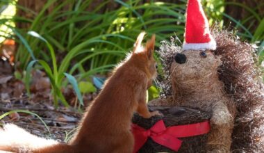 Christmas red squirrels and more in Isle of Wight camera club