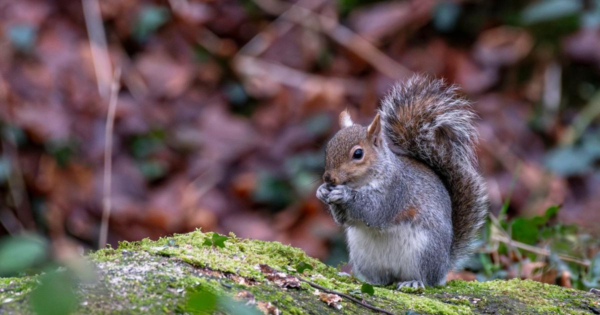 Hungry squirrel is Basingstoke Gazette's 'Picture of the Week'