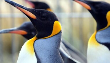 Zoo’s penguin parade axed due to bird flu fears