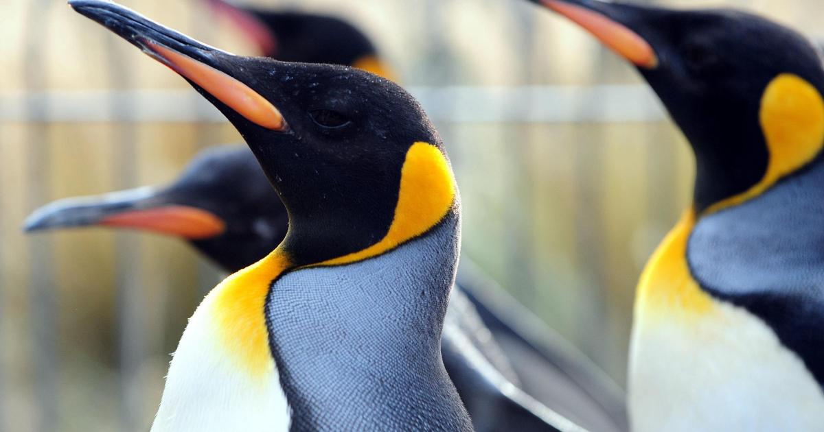 Zoo’s penguin parade axed due to bird flu fears