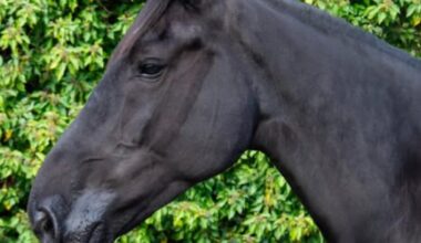 New police horse Bess joins West Yorkshire Mounted Section