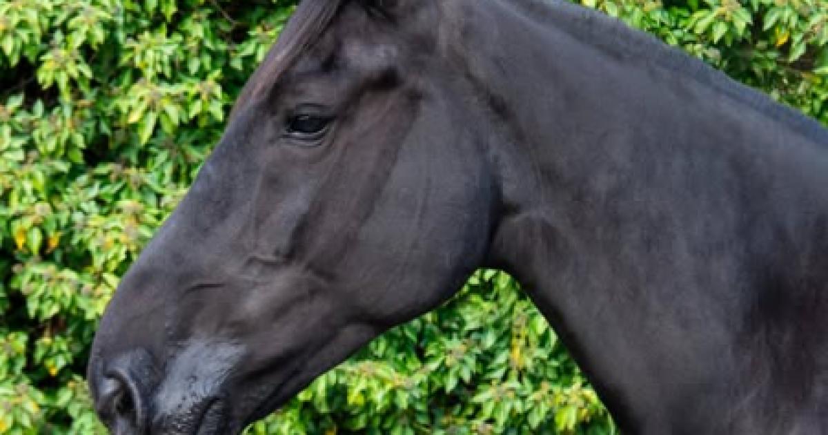 New police horse Bess joins West Yorkshire Mounted Section