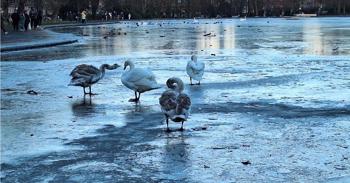 Glasgow's Queens Park cygnet death reported to park rangers